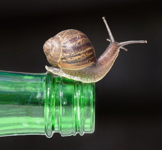 A brown snail positioned on the open neck of a green glass bottle
